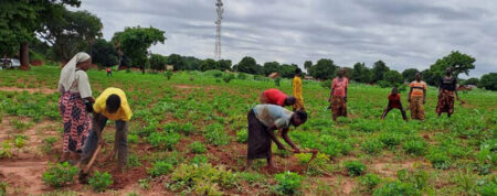Tschad: Zwei Kühe und Saatgut für ein Kloster